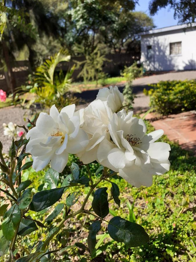 Driftwood Boutique Bed And Breakfast Lobatse Екстериор снимка